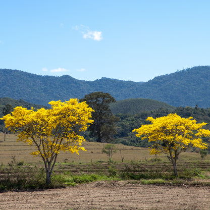 Single Origin - Brazil IPE Amarelo